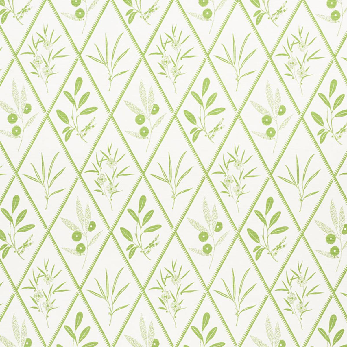 ENDIMIONE LEAF