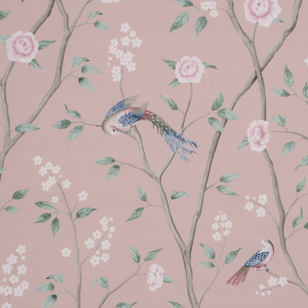 PARADISE BIRDS BLUSH