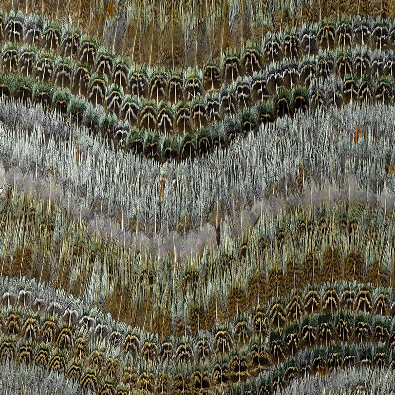CLEARWATER BLUE HERON