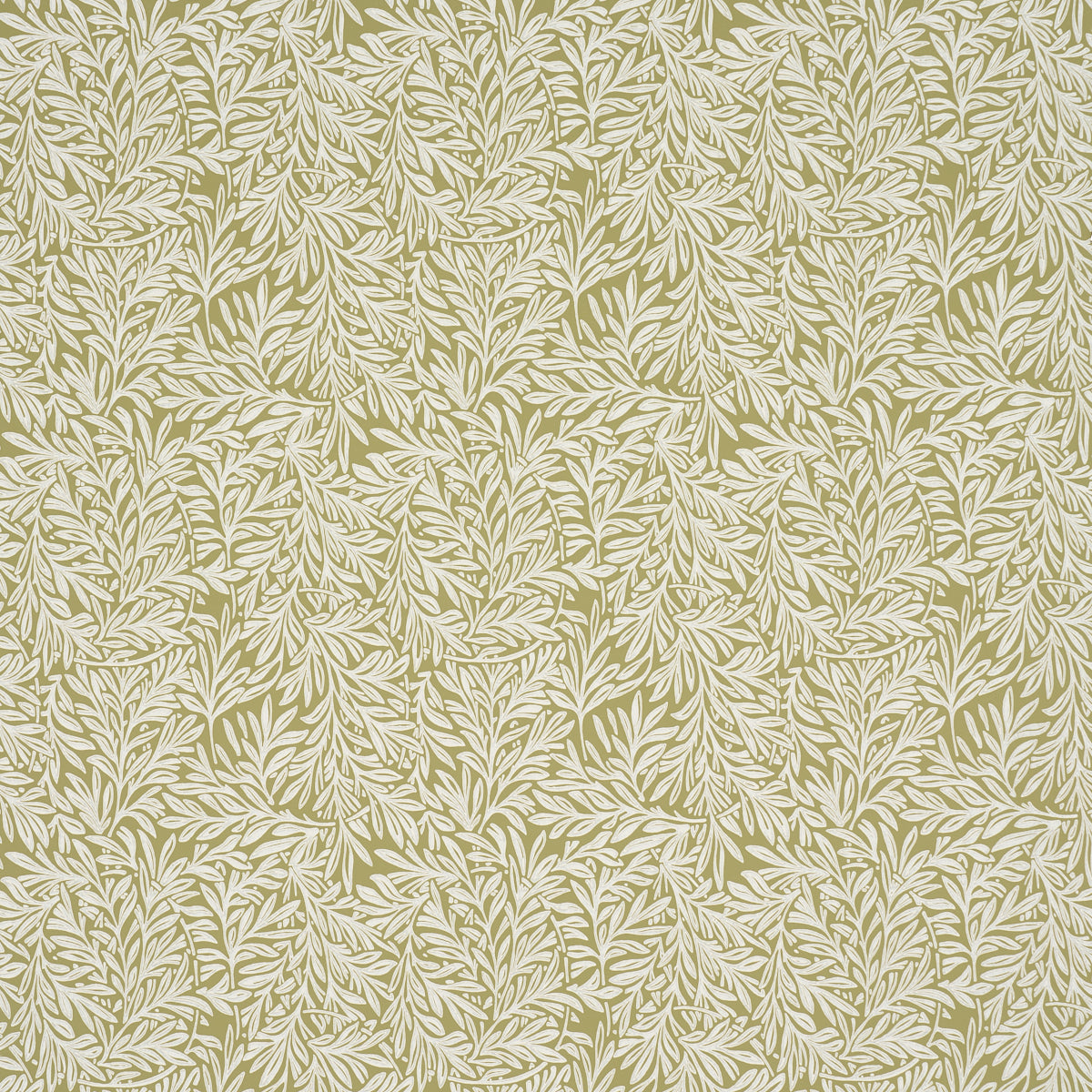 WILLOW LEAF MOSS