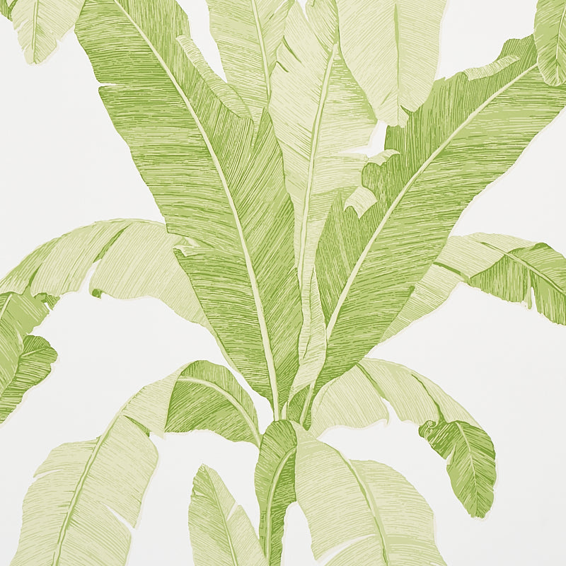 ERISIMO LEAF