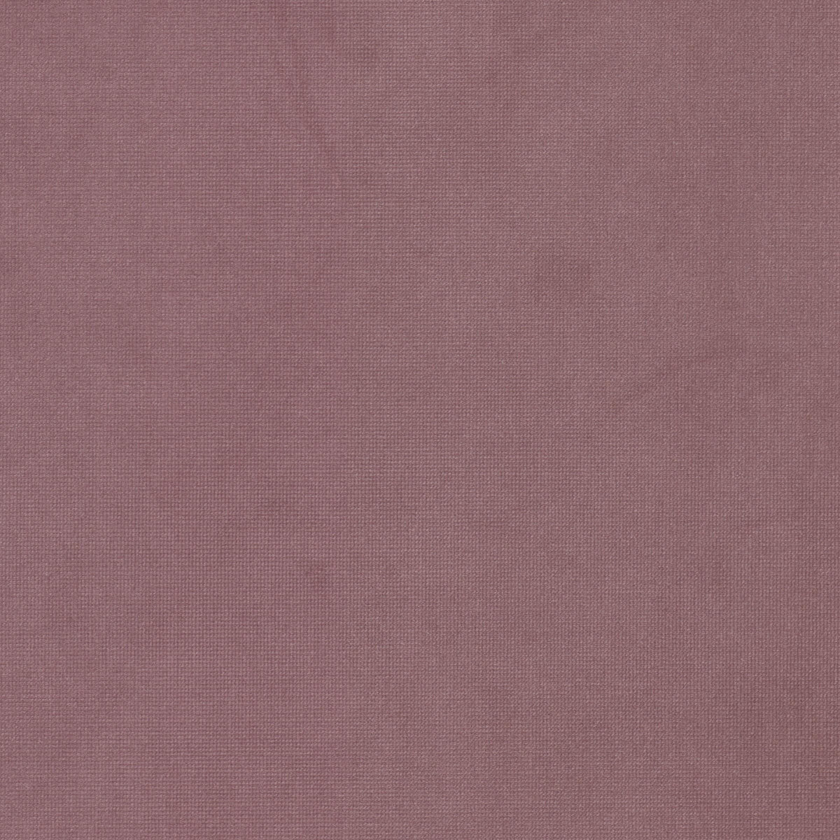QUEEN 17 FUCHSIA