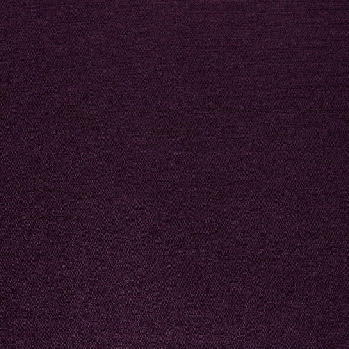Director-Eggplant