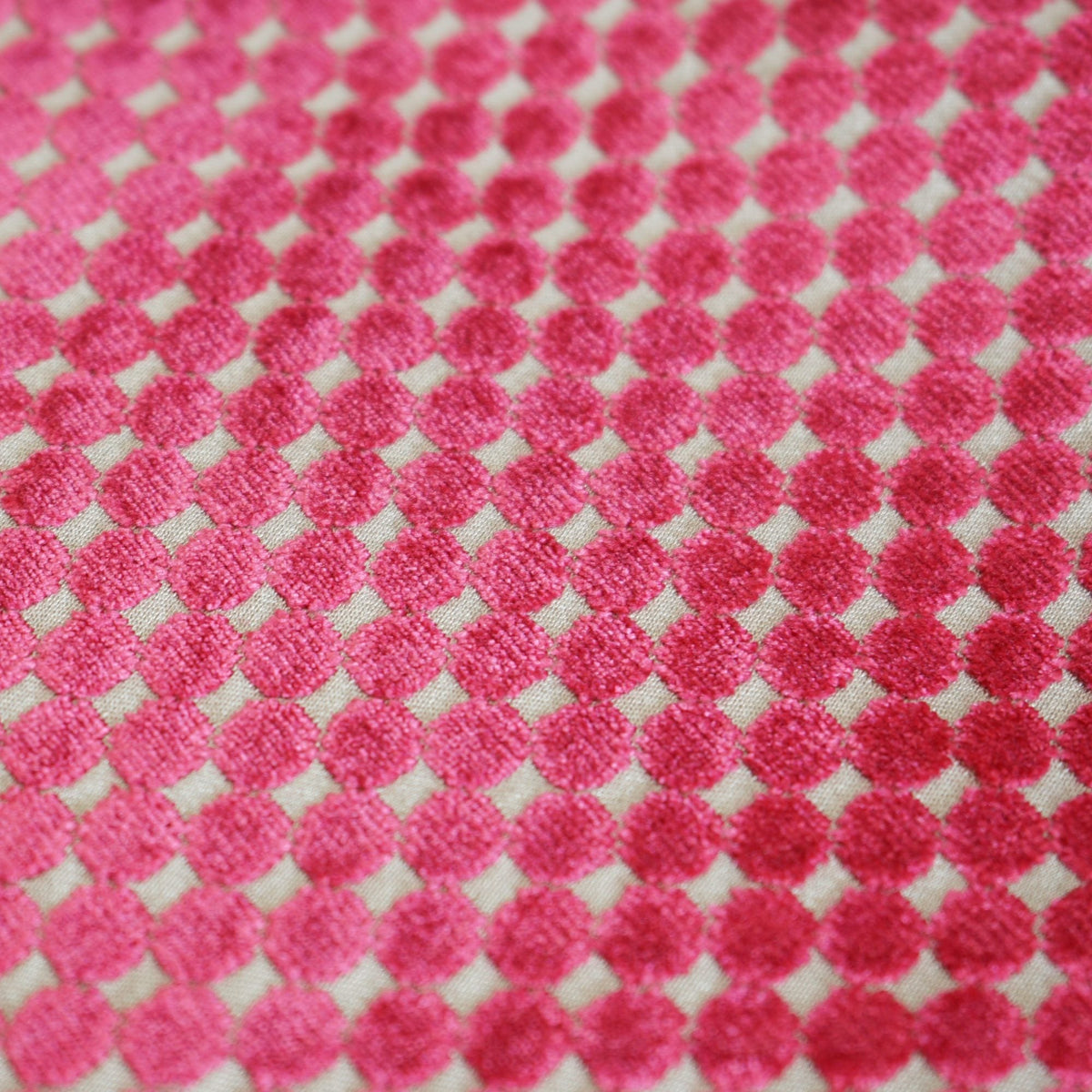 SPOTS Fuchsia